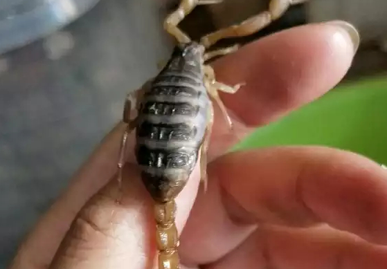蝎子养殖技术